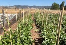 Desarrollan innovador sistema de microencapsulación para potenciar la agricultura sostenible Desarrollan innovador sistema de microencapsulación para potenciar la agricultura sostenible