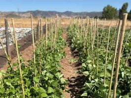 Desarrollan innovador sistema de microencapsulación para potenciar la agricultura sostenible 