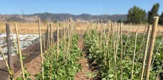 Noticia: Desarrollan innovador sistema de microencapsulación para potenciar la agricultura sostenible 