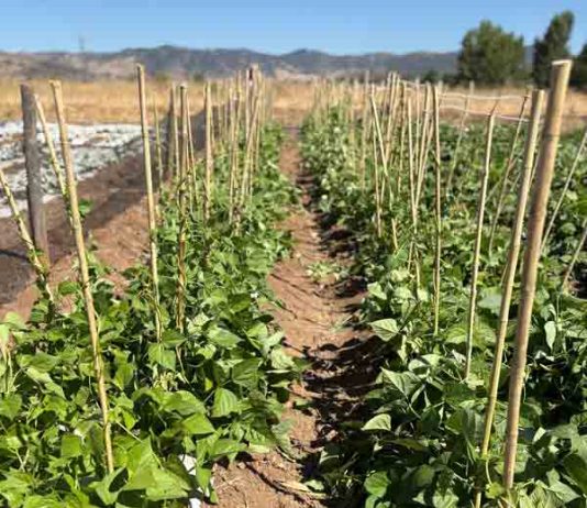 Desarrollan innovador sistema de microencapsulación para potenciar la agricultura sostenible 