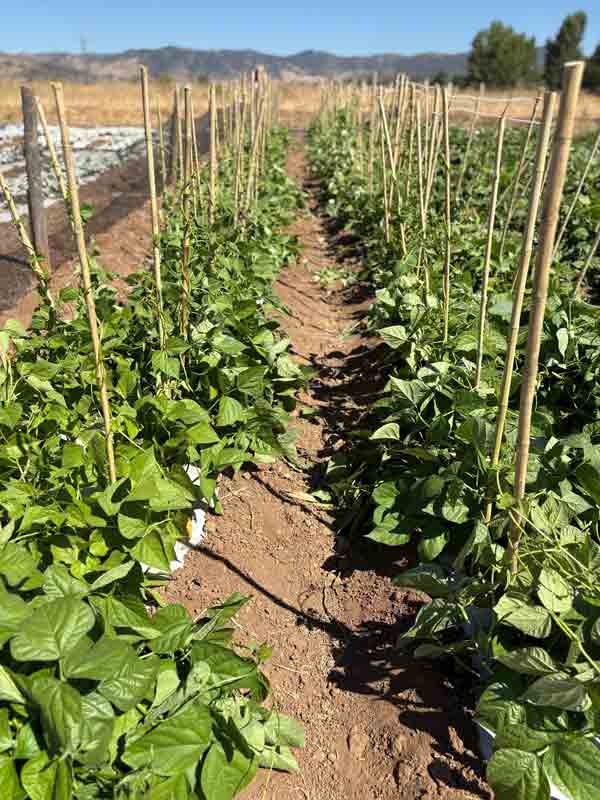 Desarrollan innovador sistema de microencapsulación para potenciar la agricultura sostenible Desarrollan innovador sistema de microencapsulación para potenciar la agricultura sostenible