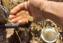 Día Mundial del Agua: Especialista de INIA Rayentuéentr ega recomendaciones para riego agrícola