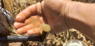 Día Mundial del Agua: Especialista de INIA Rayentuéentr ega recomendaciones para riego agrícola Día Mundial del Agua: Especialista de INIA Rayentuéentr ega recomendaciones para riego agrícola