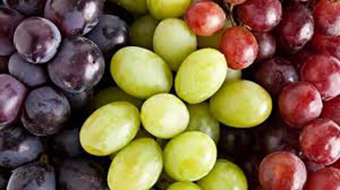 EE.UU.: Departamento de Justicia (DOJ) retira apelación del USDA por fallo que eliminó la implementación del Systems Approach para la uva de mesa chilena