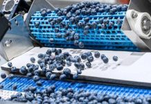 EEUU La campaña estadounidense del arándano arranca con una menor oferta inicial