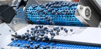 EEUU La campaña estadounidense del arándano arranca con una menor oferta inicial