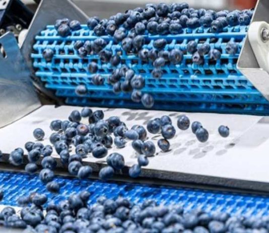 EEUU La campaña estadounidense del arándano arranca con una menor oferta inicial