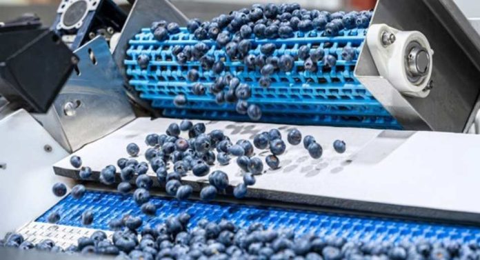 EEUU La campaña estadounidense del arándano arranca con una menor oferta inicial