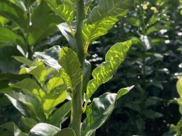 El IVIA cierra por precaución su banco de germoplasma ante la presencia de CYVCV