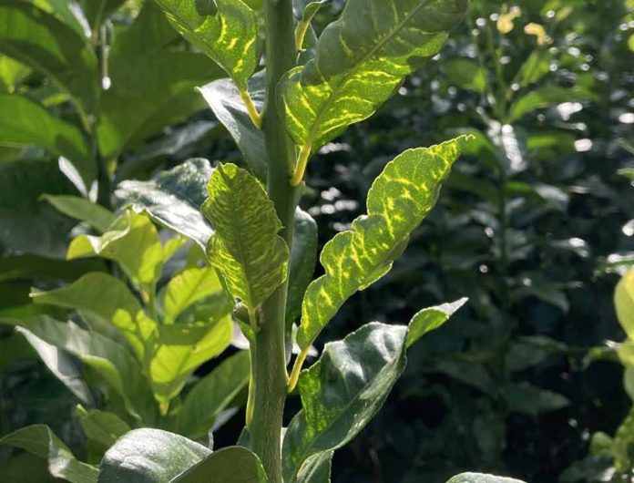 El IVIA cierra por precaución su banco de germoplasma ante la presencia de CYVCV