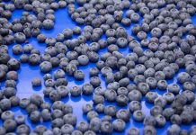 El ascenso imparable del arándano: ¿Qué hay detrás de su éxito global?