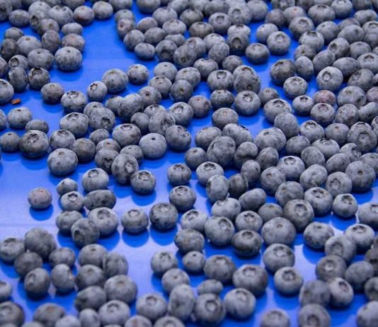 El ascenso imparable del arándano: ¿Qué hay detrás de su éxito global?