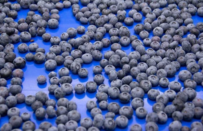 El ascenso imparable del arándano ¿Qué hay detrás de su éxito global El ascenso imparable del arándano: ¿Qué hay detrás de su éxito global?