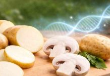 El champiñón que no se oscurece y la papa chilena que no se oxida así avanza la edición genética en los alimentos