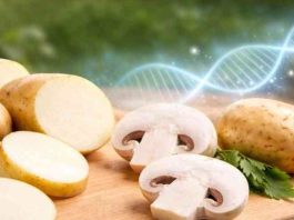 El champiñón que no se oscurece y la papa chilena que no se oxida así avanza la edición genética en los alimentos