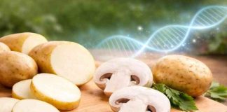 El champiñón que no se oscurece y la papa chilena que no se oxida así avanza la edición genética en los alimentos