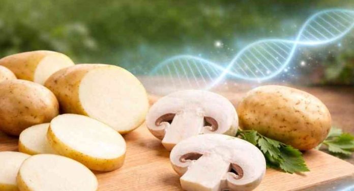 El champiñón que no se oscurece y la papa chilena que no se oxida así avanza la edición genética en los alimentos El champiñón que no se oscurece y la papa chilena que no se oxida así avanza la edición genética en los alimentos