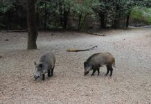 España | Cataluña confirma 21 nuevos casos de peste porcina africana