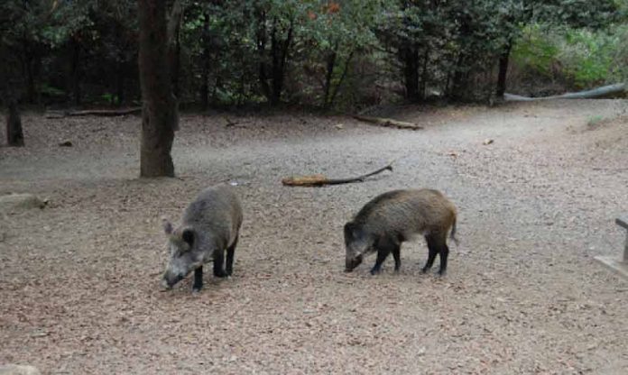 España | Cataluña confirma 21 nuevos casos de peste porcina africana