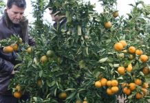 España Eurosemillas alcanza el objetivo de licencia de la variedad Tang Gold en Italia