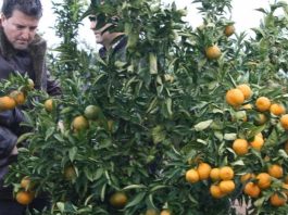 España Eurosemillas alcanza el objetivo de licencia de la variedad Tang Gold en Italia