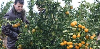 España Eurosemillas alcanza el objetivo de licencia de la variedad Tang Gold en Italia