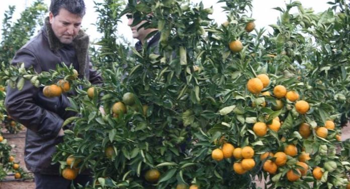 España Eurosemillas alcanza el objetivo de licencia de la variedad Tang Gold en Italia