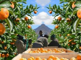 España | LA UNIÓ pide activar la cláusula de salvaguardia ante el aumento de importaciones de cítricos de Sudáfrica España LA UNIÓ pide activar la cláusula de salvaguardia ante el aumento de importaciones de cítricos de Sudáfrica