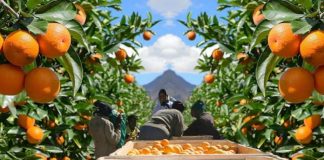 España LA UNIÓ pide activar la cláusula de salvaguardia ante el aumento de importaciones de cítricos de Sudáfrica