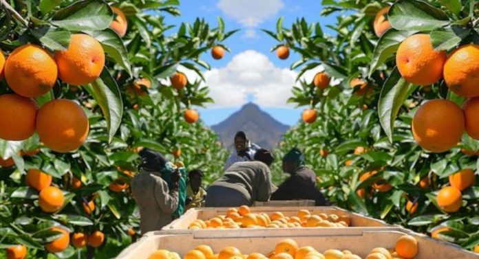 España LA UNIÓ pide activar la cláusula de salvaguardia ante el aumento de importaciones de cítricos de Sudáfrica España LA UNIÓ pide activar la cláusula de salvaguardia ante el aumento de importaciones de cítricos de Sudáfrica