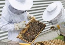 España | La apicultura española, ante una tormenta perfecta