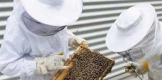 España | La apicultura española, ante una tormenta perfecta