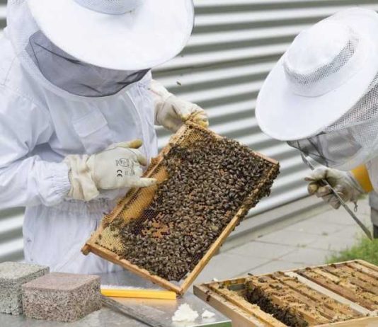 España | La apicultura española, ante una tormenta perfecta