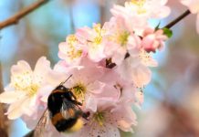 España | Los abejorros mejoran el rendimiento, calibre y rentabilidad en cerezos y almendros tempranos España Los abejorros mejoran el rendimiento, calibre y rentabilidad en cerezos y almendros tempranos