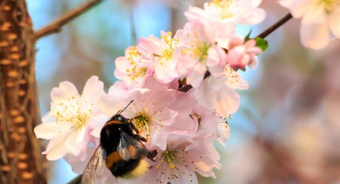 España Los abejorros mejoran el rendimiento, calibre y rentabilidad en cerezos y almendros tempranos
