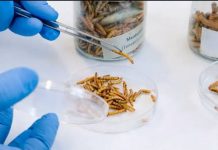 Europa | ¿Insectos en la dieta de rumiantes? Científicos europeos prueban nueva grasa