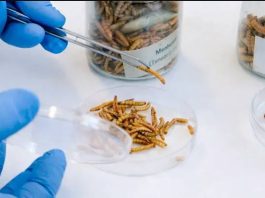 Europa | ¿Insectos en la dieta de rumiantes? Científicos europeos prueban nueva grasa