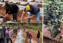 Exitoso proyecto FIA de cultivo intensivo de la murtilla es nueva alternativa productiva en Cholchol y Tirúa