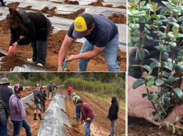 Exitoso proyecto FIA de cultivo intensivo de la murtilla es nueva alternativa productiva en Cholchol y Tirúa