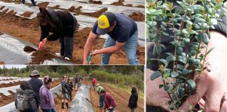 Exitoso proyecto FIA de cultivo intensivo de la murtilla es nueva alternativa productiva en Cholchol y Tirúa