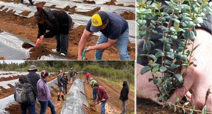 Exitoso proyecto FIA de cultivo intensivo de la murtilla es nueva alternativa productiva en Cholchol y Tirúa