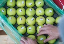 Exportaciones agroindustriales de frutas y hortalizas alcanzan récord en 2025 y refuerzan el rol estratégico del packaging