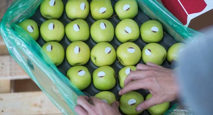 Exportaciones agroindustriales de frutas y hortalizas alcanzan récord en 2025 y refuerzan el rol estratégico del packaging