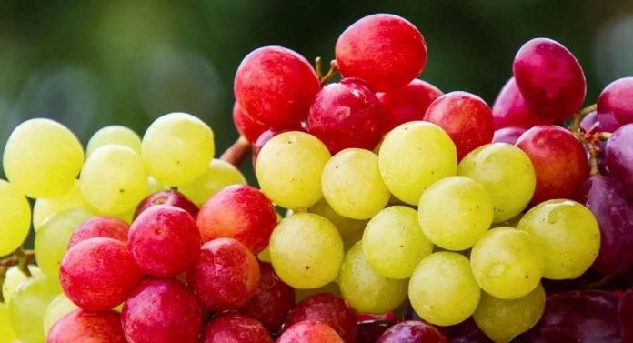 Exportaciones de uva caen 8,4% en nueva estimación de Frutas de Chile