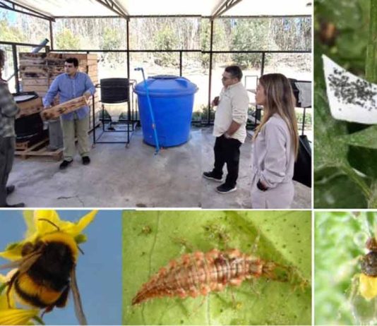 FIA transfiere tecnología de biocontroladores de plagas a biofábricas instaladas en establecimientos educacionales de Coquimbo