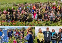 Floricultura regenerativa abre nuevas oportunidades para mujeres rurales en Los Lagos Floricultura regenerativa abre nuevas oportunidades para mujeres rurales en Los Lagos