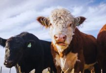 Ganadería ConCiencia