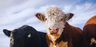 Ganadería ConCiencia