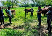 Ganadería colombiana sostenible transforman la producción