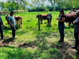 Ganadería colombiana sostenible transforman la producción